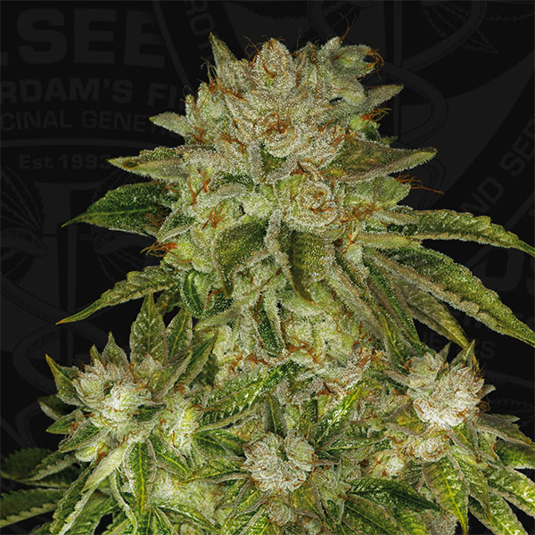 Semillas feminizadas de cannabis MK Ultra de TH Seeds para cultivo