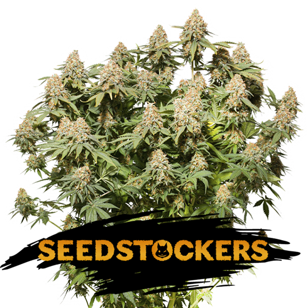 semilla feminizada Moby Dick de Seedstockers para cultivo de cannabis