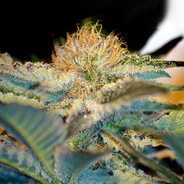 Semilla feminizada Moham Ram 31 de Sweet Seeds para cultivo de cannabis