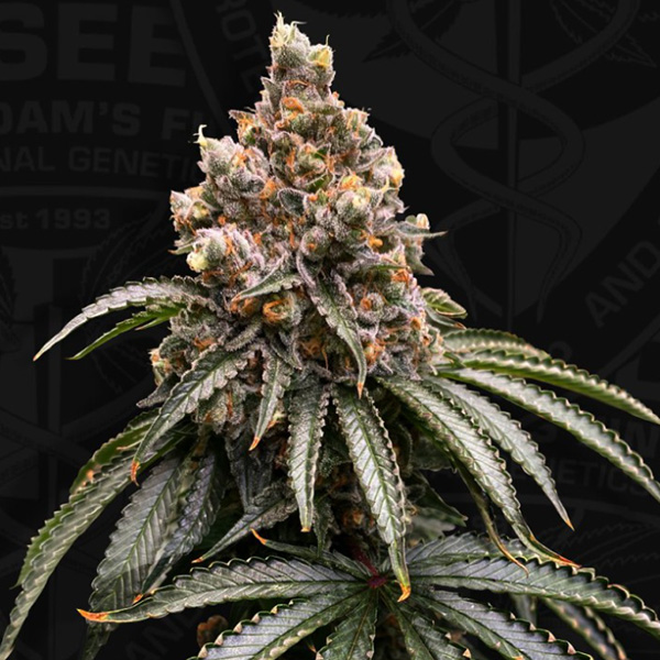semillas feminizadas Mona Lisa de T.H. Seeds para cultivo
