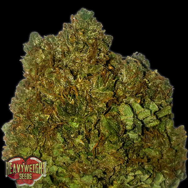 Plantón de Money Bush 3 u fem de Heavyweight Seeds para cultivo de cannabis
