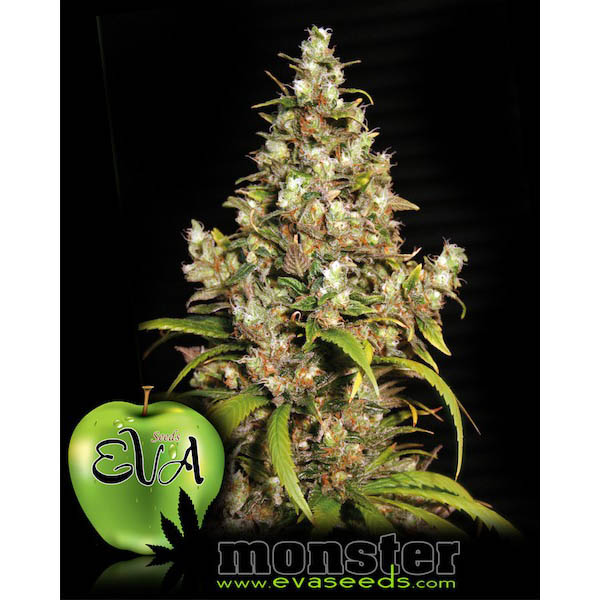 semillas feminizadas Monster 3+1 de Eva Seeds para cultivo