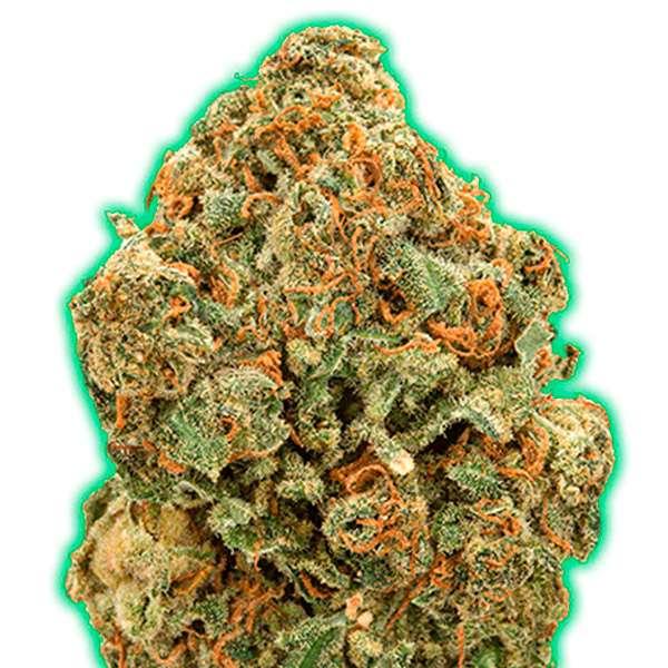 semillas feminizadas Monster Moby 3 unidades Monster Genetics para cultivo