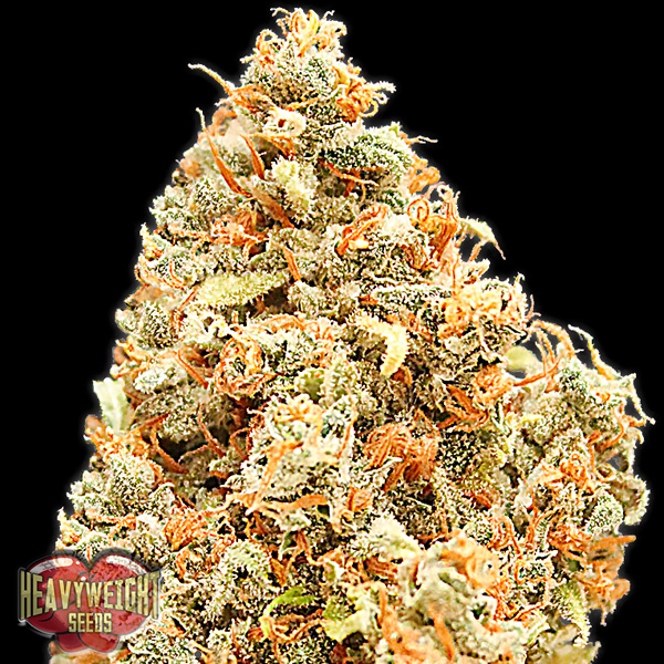Semillas feminizadas Monster Profit 3 unidades Heavyweight Seeds