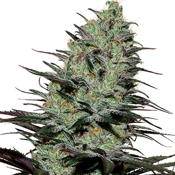 Morpheus Buddha Seeds
