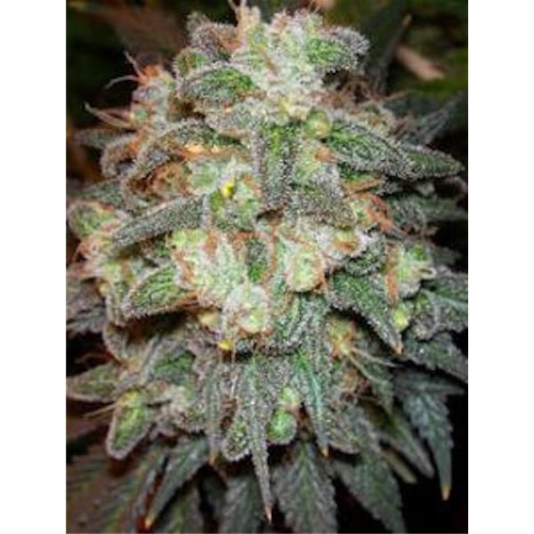 semillas regulares Motavation de Serious Seeds para cultivo