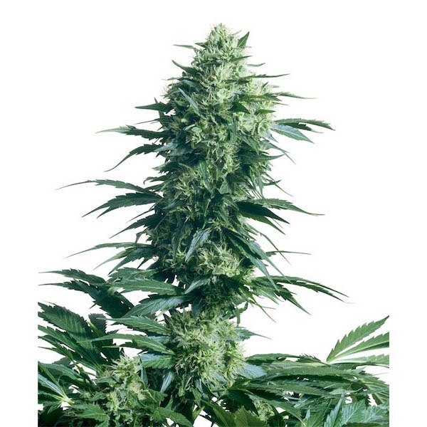 semillas regulares Mother Finest de Sensi Seeds Bank para cultivo