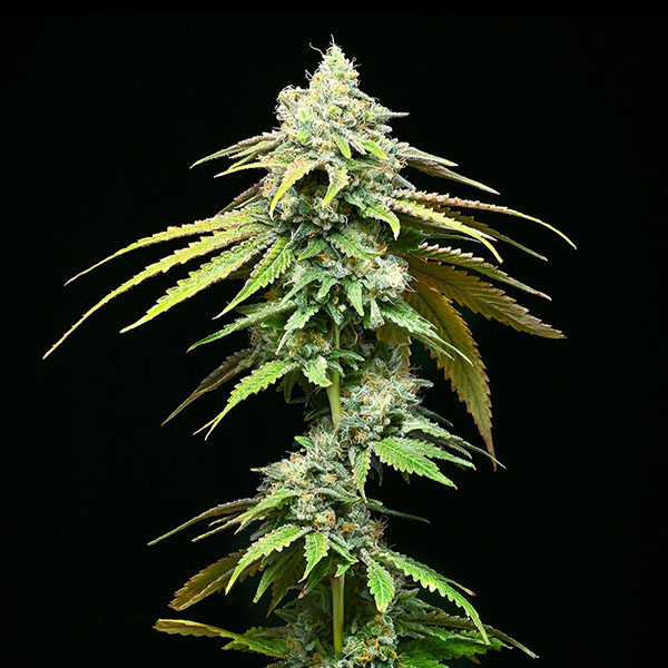 Tres semillas feminizadas Motor City de Cookies Seed Bank