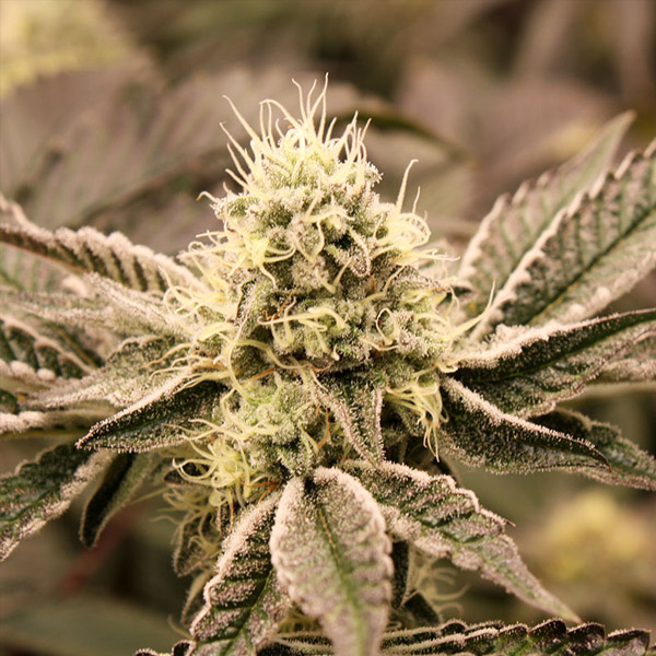 Paquete de 3 enjuagues bucales Humboldt Seed Organization para cuidado oral