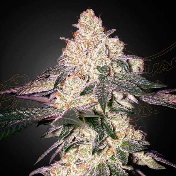 Semilla feminizada Moweeto-1-u de Green House para cultivo