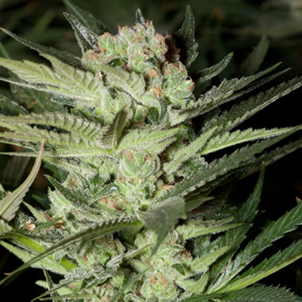 semillas feminizadas Mozzarella de G13 Labs para cultivo