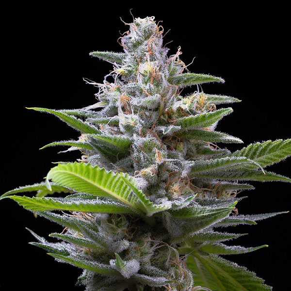 Semillas feminizadas Murder Hornet 3 de Cookies Seed Bank para cultivo