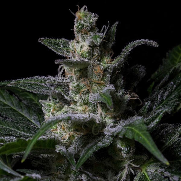Semilla feminizada Muse-1 de Kiem Seeds para cultivo de cannabis