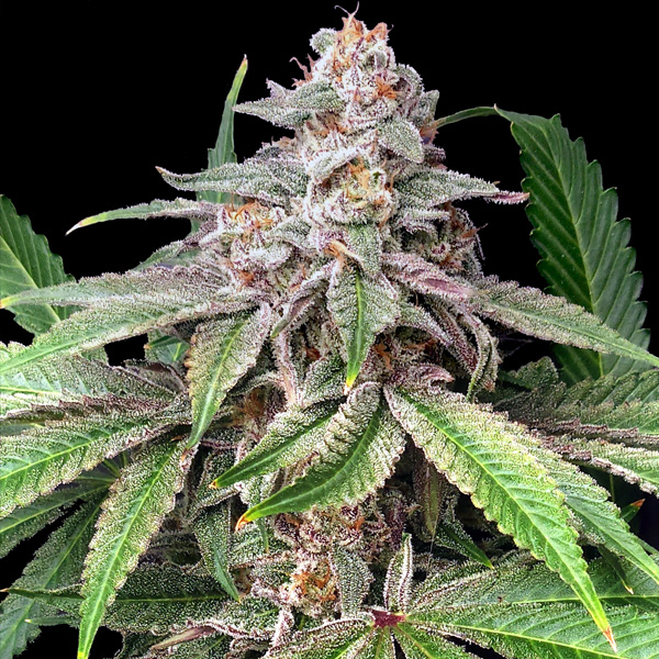 Mystery-Made-2-3-ud-fem-Elev8-Seeds