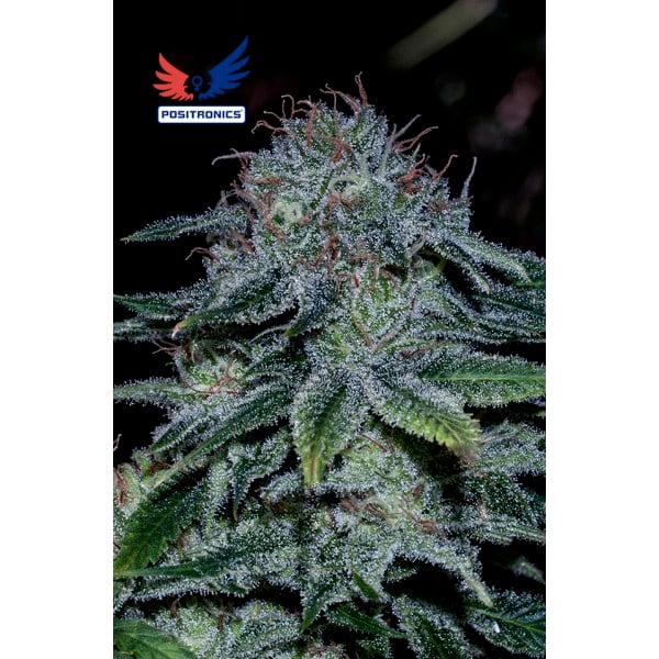 Semilla feminizada Mystic Cookie de Positronics Seeds para cultivo