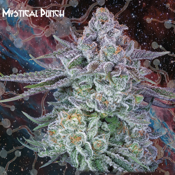 Semilla feminizada Mystical Punch de Nemeseeds para cultivo de cannabis