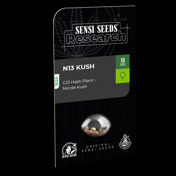 Planta N13 Kush 1 unidad feminizada Sensi Seeds Research