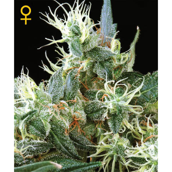 Semillas feminizadas NL-5 x Haze Mist de Green House para cultivo