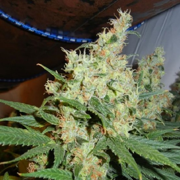 NL5 Haze reg. Mr. Nice