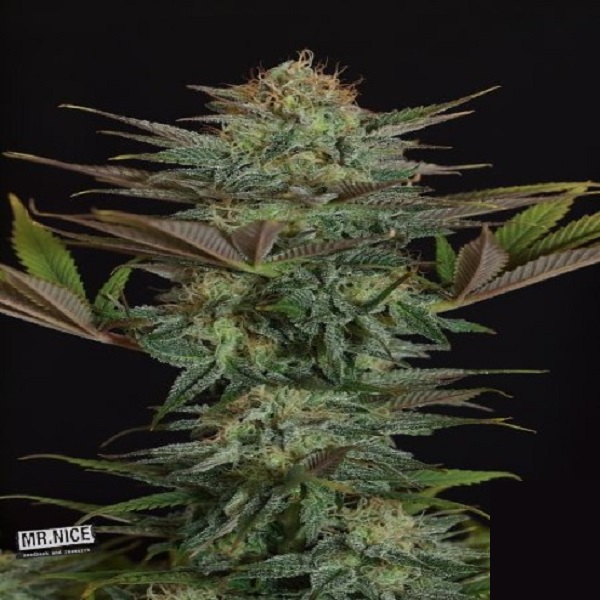 Semilla regular NL5 Skunk de Mr. Nice para cultivo