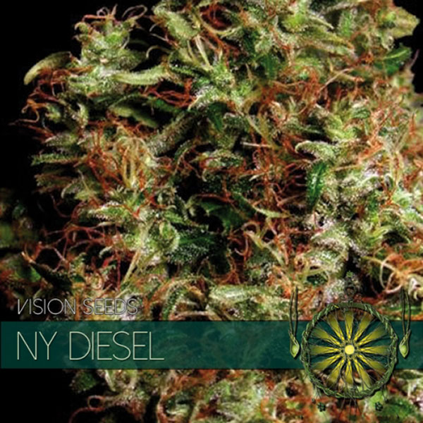 semillas feminizadas NY Diesel de Vision Seeds para cultivo