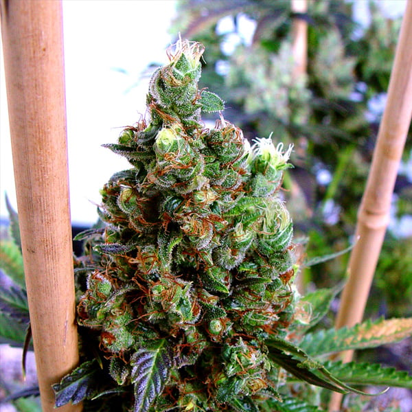 semillas feminizadas NYC Diesel de Soma Seeds para cultivo