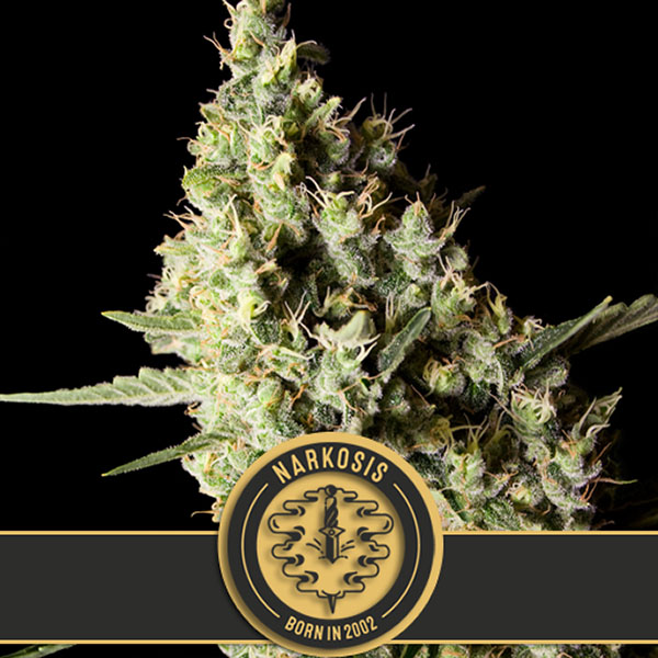 semillas feminizadas Narkosis de Blimburn Seeds para cultivo
