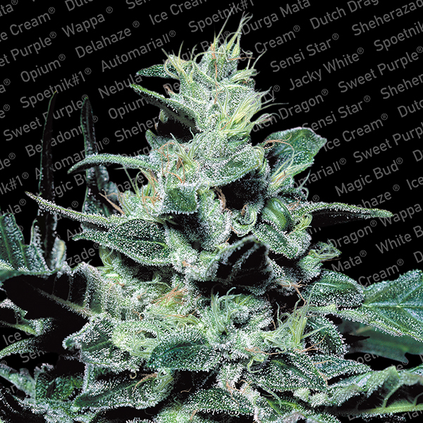 Nebula 5 unidades feminizadas semillas Paradise Seeds para cultivo
