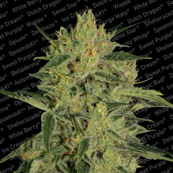 Nebula II CBD semillas feminizadas Paradise Seeds para cultivo