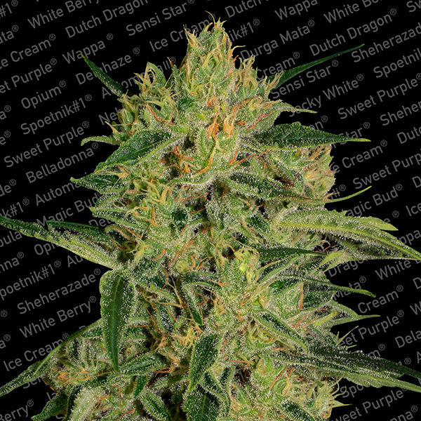 semillas feminizadas Nebula II CBD de Paradise Seeds para cultivo de cannabis