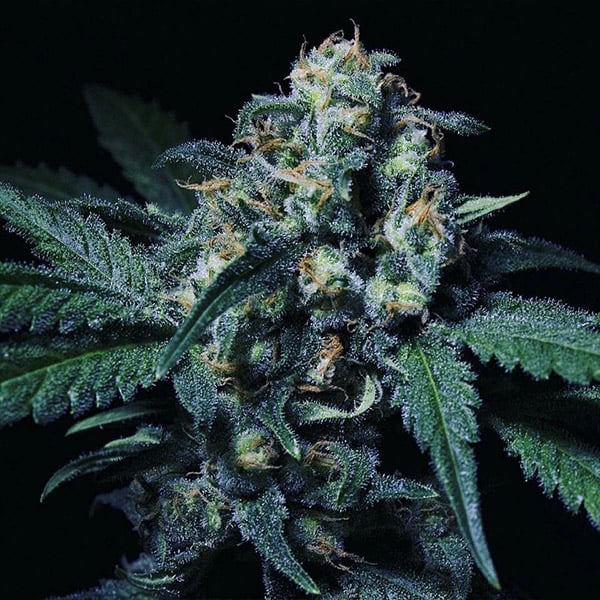 Semilla feminizada Negra 44 de Kiem Seeds para cultivo