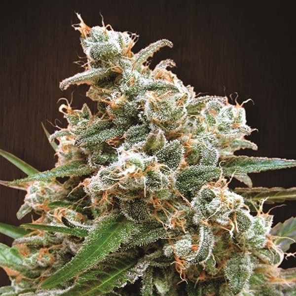 Nepal Jam feminizadas Ace Seeds