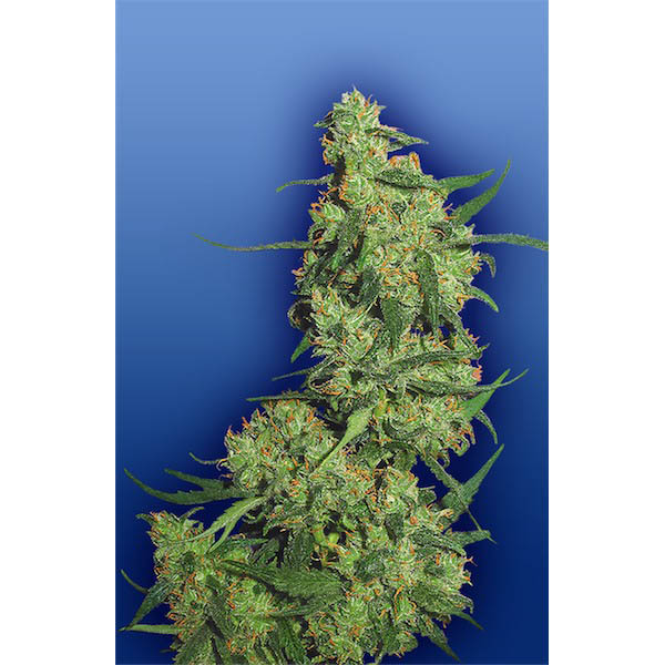 semillas feminizadas Nepal Kush de Flying Dutchmen para cultivo