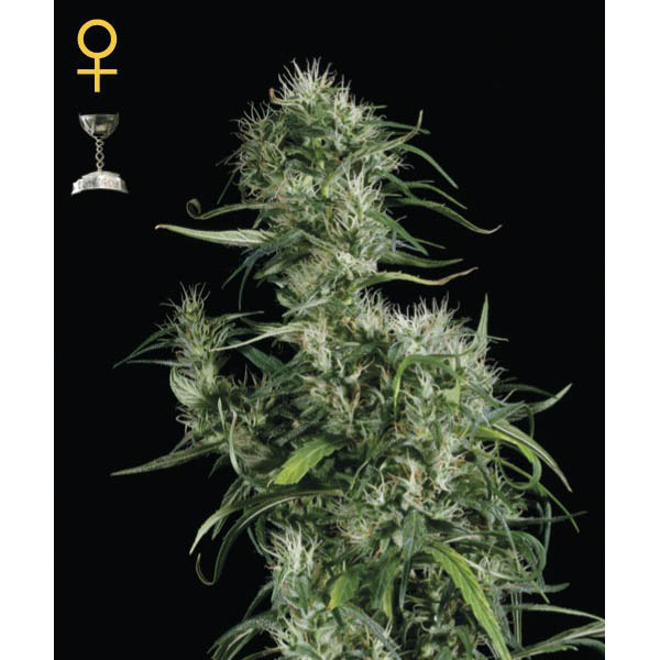 semillas feminizadas Neville's Haze para cultivo de cannabis