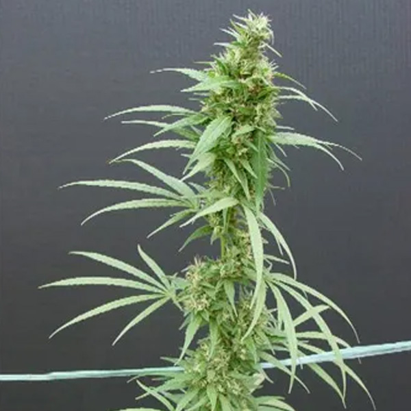 semillas regulares Neville's Haze de Mr. Nice para cultivo