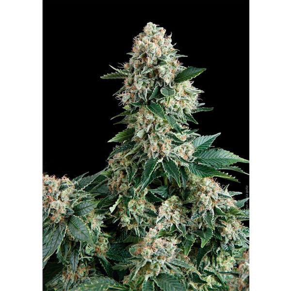 Semillas feminizadas New York City 3U de Pyramid Seeds para cultivo de cannabis