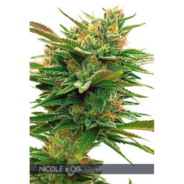 semillas feminizadas Nicole X OG de Vision Seeds para cultivo