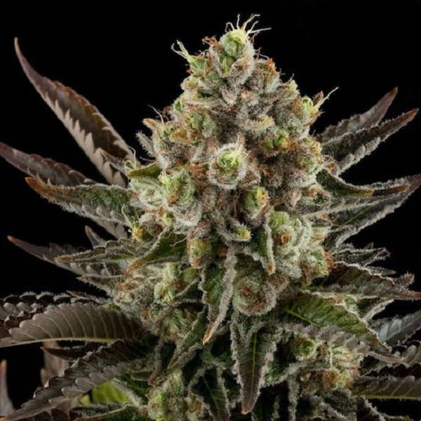 semillas regulares Nordle de Mr. Nice para cultivo