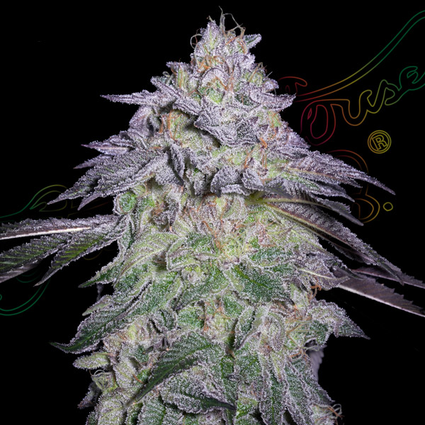 Semilla feminizada Nori Cake de Green House para cultivo de cannabis