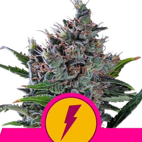 Semilla feminizada North Thunderfuck de Royal Queen para cultivo de cannabis