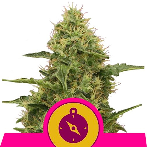Planta de cannabis Northern Light 3 unidades feminizadas Royal Queen para cultivo