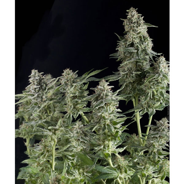 Blíster con 12 semillas feminizadas Northern Lights de Pyramid Seeds para cultivo