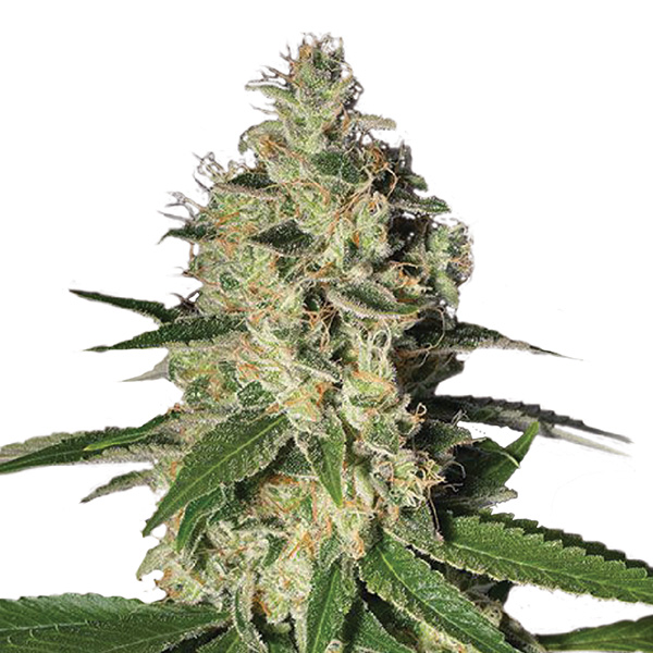 Caja con 10 semillas feminizadas Northern Lights para cultivo