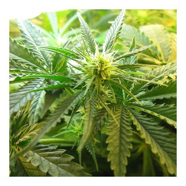 Semillas regulares Northern Lights de Nirvana Seeds para cultivo