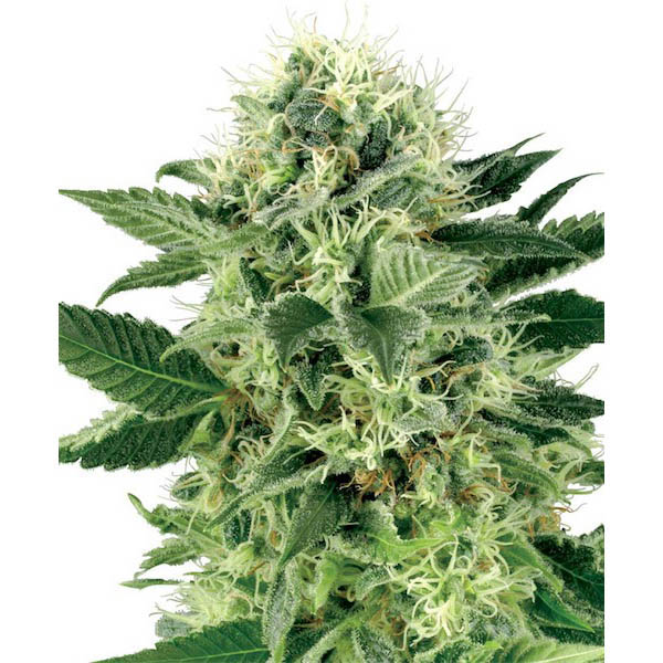 Semillas feminizadas Northern Lights para cultivo