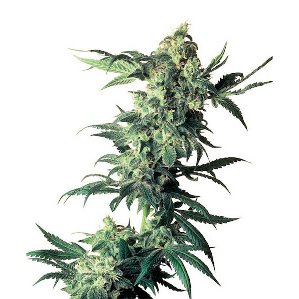 Semillas feminizadas Northern Lights x Haze de Sensi Seeds para cultivo