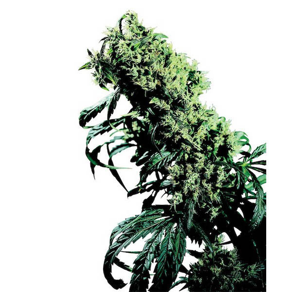 semillas regulares Northern Lights #5 x Haze de Sensi Seeds Bank