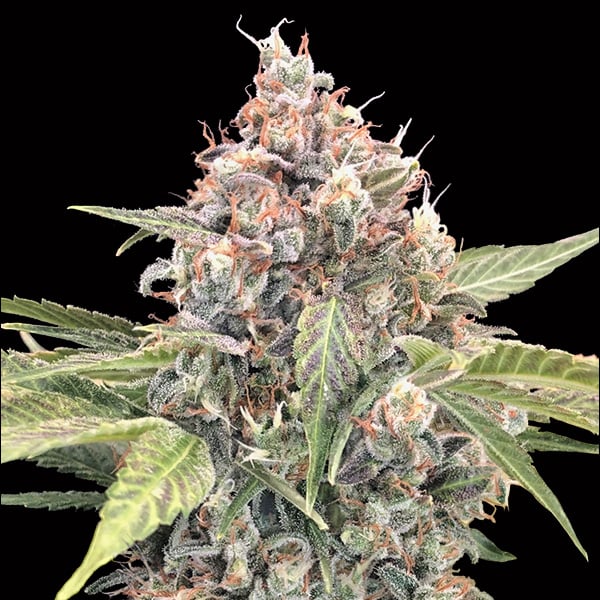 Semillas feminizadas Northern Lights CBD para cultivo