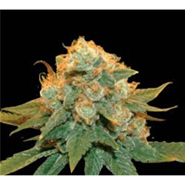 Semillas feminizadas Northern Lights X 5 de Genehtik para cultivo