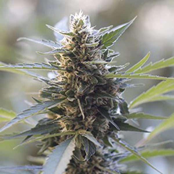 semillas feminizadas Northern Lights x Skunk de G13 Labs